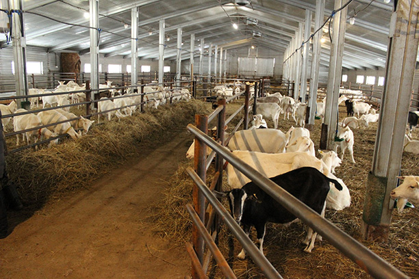 Молочные берега