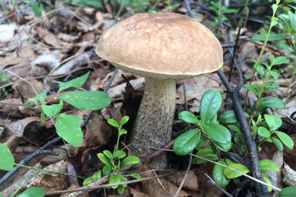 Сотрудники «Якутскэнерго» предпочитают «тихую охоту» – по грибы