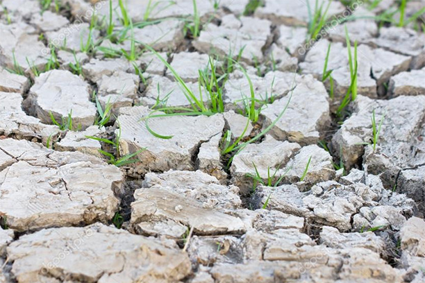 «Зеленые ростки» пока не всходят