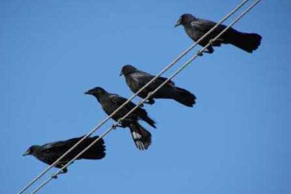 Псковские энергетики позаботятся о птицах