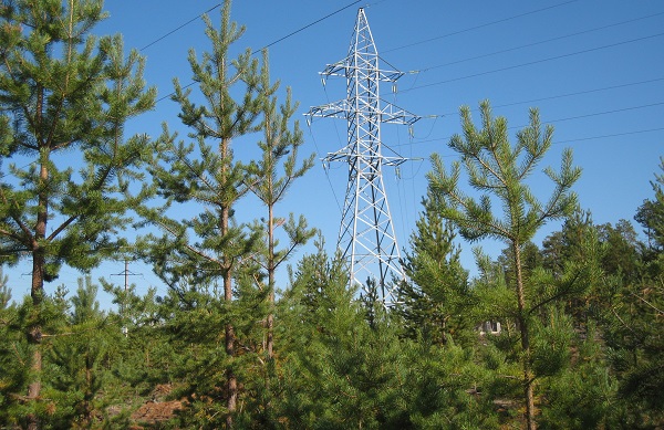 «Россети Тюмень» в 2022 году направила более 220 млн рублей на защиту окружающей среды