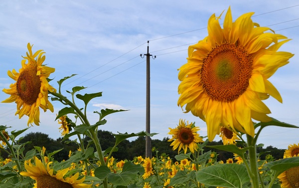 Адыгейский филиал «Россети Кубань» принял на баланс 11 бесхозяйных энергообъектов