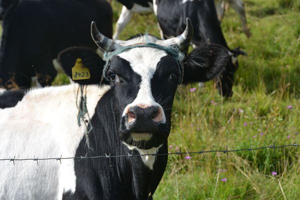 «Белгородэнерго» обеспечило электроснабжение двух ферм