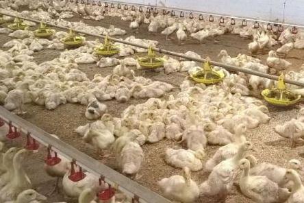 Энергетики обеспечили электроэнергией новые сельхозобъекты в Марий Эл