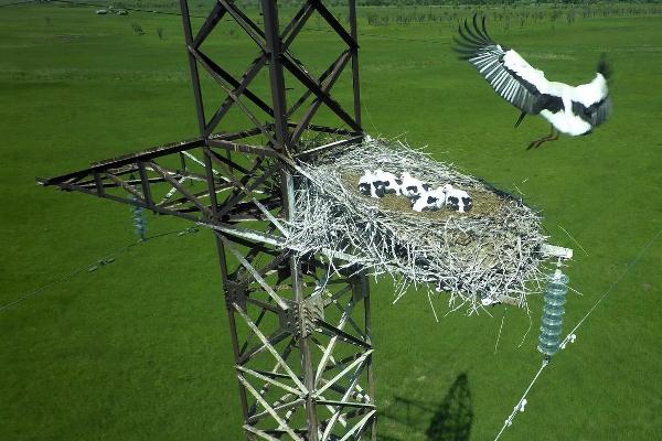 «Мариэнерго» позаботится о птицах