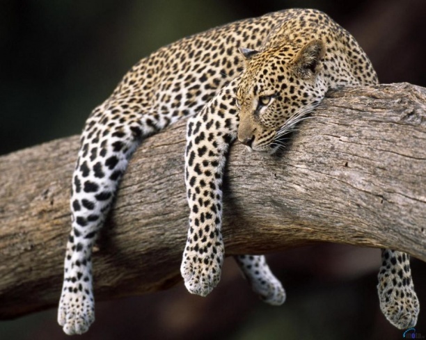 РусГидро выпустило в дикую природу двух краснокнижных леопардов