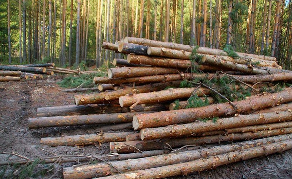 Омский лес ушел налево