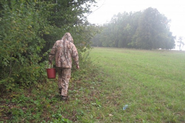 Петербургские парламентарии попросят главу Минэнерго позаботиться о грибниках