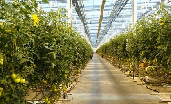 МЭС Волги увеличил с 15 до 50 МВт объем присоединения к сетям агрокомплекса «Тепличное». 