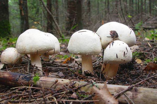 Грибная ферма под Воронежем получила мощности