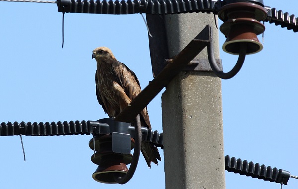 «Россети ФСК ЕЭС» вложит 20,6 млн. рублей в установку ПЗУ на линиях в Поволжье